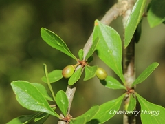 Rhamnus parvifolia