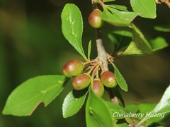Rhamnus parvifolia