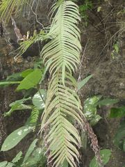 Blechnum orientale