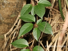 Schisandra arisanensis