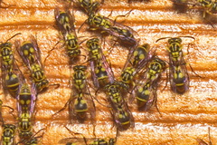 Ropalidia ornaticeps