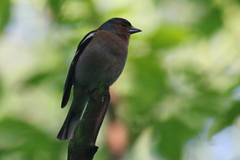 Fringilla coelebs