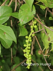 Schisandra arisanensis