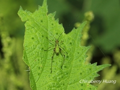 Phaneroptera nigroantennata