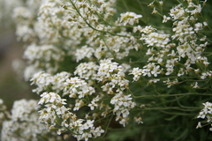 Schivereckia podolica