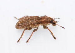 Sitona lepidus
