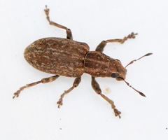 Sitona lepidus