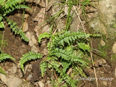 Asplenium incisum