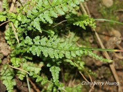 Asplenium incisum