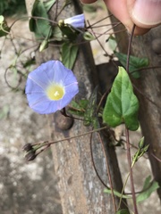 Ipomoea aristolochiifolia