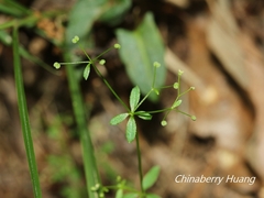 Galium bungei trachyspermum
