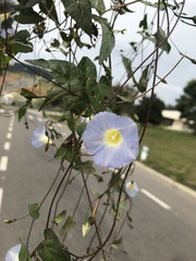 Ipomoea aristolochiifolia