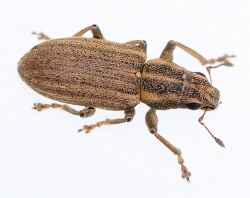 Pea Weevil