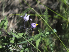 Solanum dulcamara