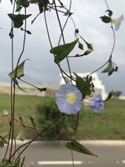 Ipomoea aristolochiifolia