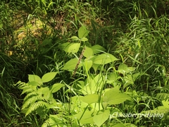 Comanthosphace formosana