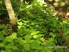 Comanthosphace formosana