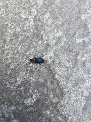 Heliotaurus ruficollis