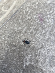 Heliotaurus ruficollis