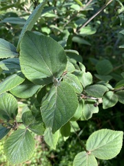 Viburnum carlesii