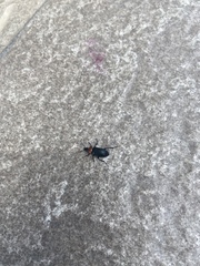 Heliotaurus ruficollis