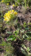 Anthyllis vulneraria boissieri
