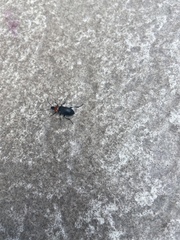 Heliotaurus ruficollis