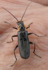Cantharis obscura