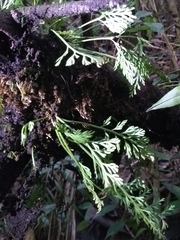 Asplenium theciferum