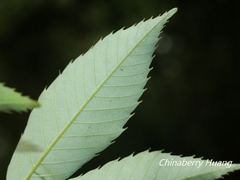 Quercus stenophylloides