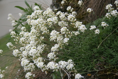 Schivereckia podolica