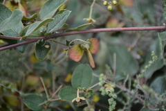 Sphedamnocarpus pruriens pruriens