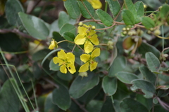 Sphedamnocarpus pruriens pruriens