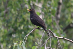 Turdus merula