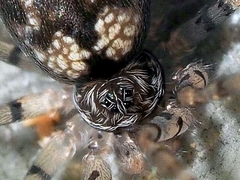 Oecobius maculatus