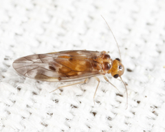 Peripsocus subfasciatus