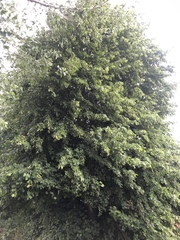 Tilia cordata