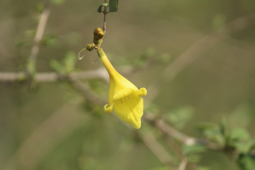 Tu hú biển – Gmelina asiatica