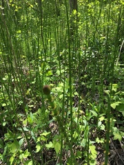 Equisetum arvense image