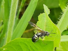 Tenthredo bifasciata
