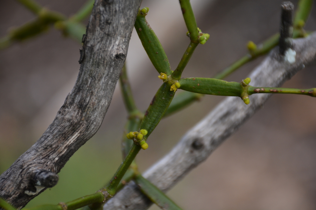 Bushwillow Mistletoe