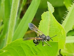 Tenthredo bifasciata