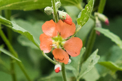 Sphaeralcea incana