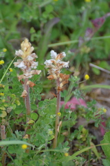 Orobanche picridis