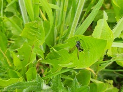 Tenthredo bifasciata