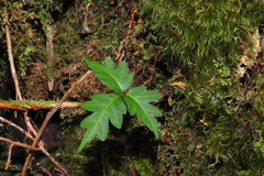 Toxicodendron orientale