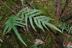Polypodiastrum mengtzeense