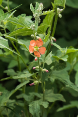 Sphaeralcea incana