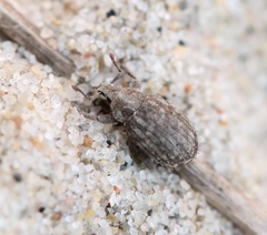 Romualdius scaber
