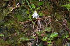 Shortia rotundifolia